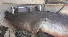 A fisherman's arm was left sore by a Great White Shark jumping into his boat by surprise.