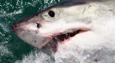 A close encounter with Great White Shark in the 'Shark Lady Adventure Tour' in Gansbaai, South Africa.  