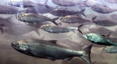 A group of chinook salmons swim in the Columbia River, June 7, 2005 near Umatilla, Oregon. 