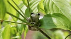 A tree frog sits on a branch June 8, 2005 in Owings, Maryland. 