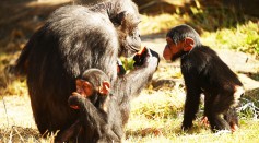 A family of Chimpanzees eat and play at Taronga Zoo on Dec. 4, 2015 in Sydney, Australia. 