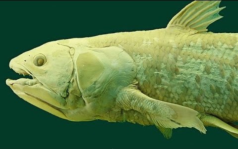 Amphioxus A Brainless Faceless Fish Is Not Brainless At All But A