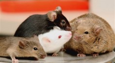 Mice are bred for human experiments