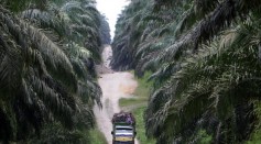 A truck full of palm oil fruits is seen crossing a palm oil plantation in Pelalawan Regency, Riau Province Nov. 22, 2007 in Sumatra Island, Indonesia. 