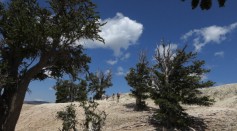 Ancient Bristlecone Pine trees are one of the oldest living things on Earth.