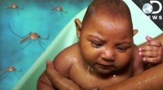 Zika Virus Falls Back In America