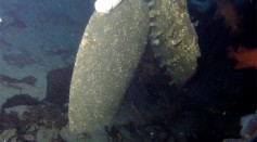 The propeller of shipwreck USCG Cutter McCulloch is seen through the sea floor sediment.