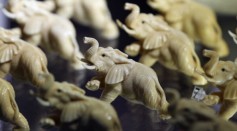 Elephants carved from illegal Ivory are displayed at an 'Endangered Species' exhibition at London Zoo on September 12, 2011 in London, England