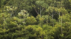 Amazon rainforest trees stand in the Brazilian Amazon.
