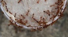 A group of worker ants is seen to work together.