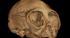 3D Animation of the Alesi Fossil Skull
