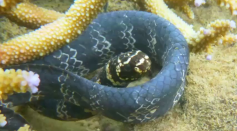 A Wild Explanation For Why These Sea Snakes Are Losing Their Stripes