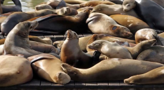 Rising number of sea lions treated for poisoning linked to algae blooms by BuzzFresh News