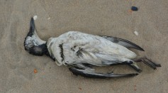 Seabird Death Culprit Points to Balloons