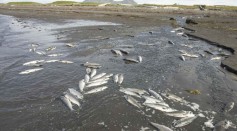 Oil Spill Threatens to Reach UNESCO Protected Site