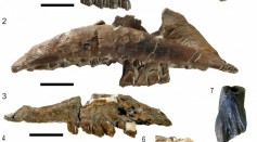 Galleonosaurus dorisae new species
