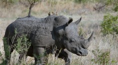 Rhino Poacher Killed