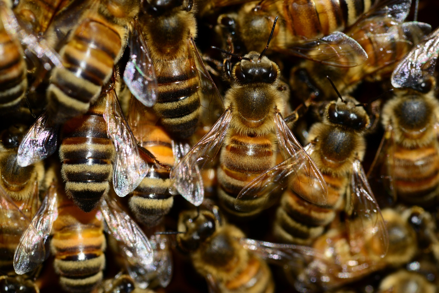 Swarm Season Is Coming Save The Honeybees Science Times