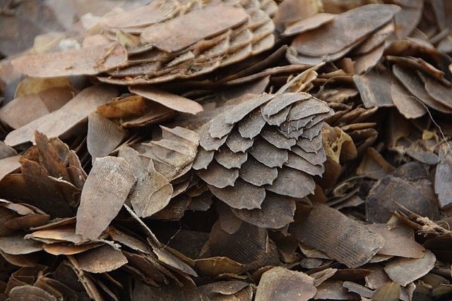 14 Tons of Pangolin Scales in Single Illegal Shipment Confiscated by