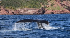 whale calves sighted