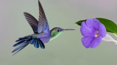 Hummingbird Mid-Flight