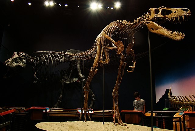 t rex juvenile