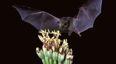 Choeronycteris mexicana, Mexican long-tongued bat