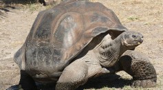 dome-shelled Galápagos giant tortoise