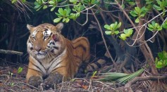 The Bengal Tiger in Sundarbans
