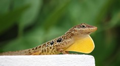 Male Dominican Anole 