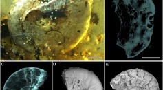 Ammonite Fossil in Amber
