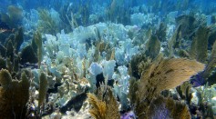 Bleached coral reef system in Key Largo