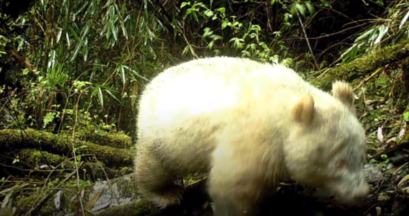 World First Albino Panda Caught on Camera in China | Science Times