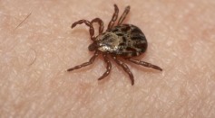 Tick Infected With Bourbon Virus