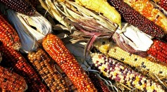 Biodiversity in corn