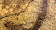fossilized fish