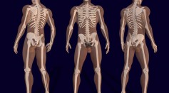 3D Anatomy Of Male Body