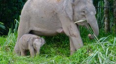 Elephants, Sabah, MALAYSIA