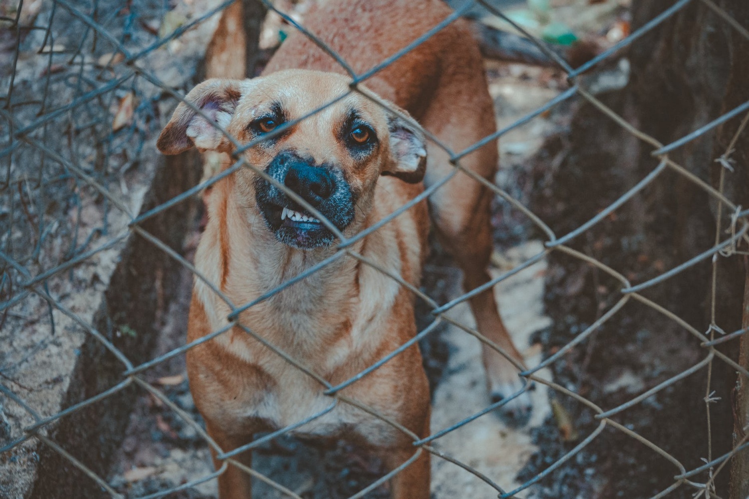 Rabies Can Be Transmitted Through a Simple Scratch | Science Times