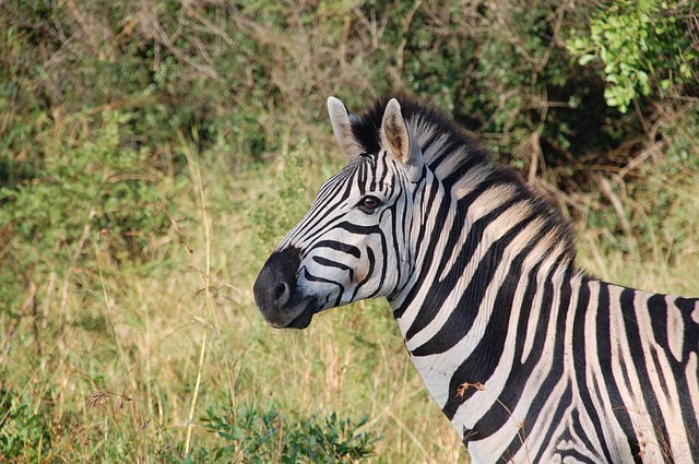 Zebra with wobbly legs clambers to feet in Israel