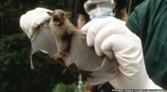 Testing A Bat for Ebola Virus 