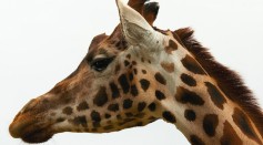 Rothschild's giraffe 