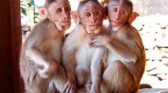 Rhesus macaque monkeys