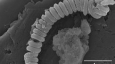 Carbon nanotube under an electron microscope