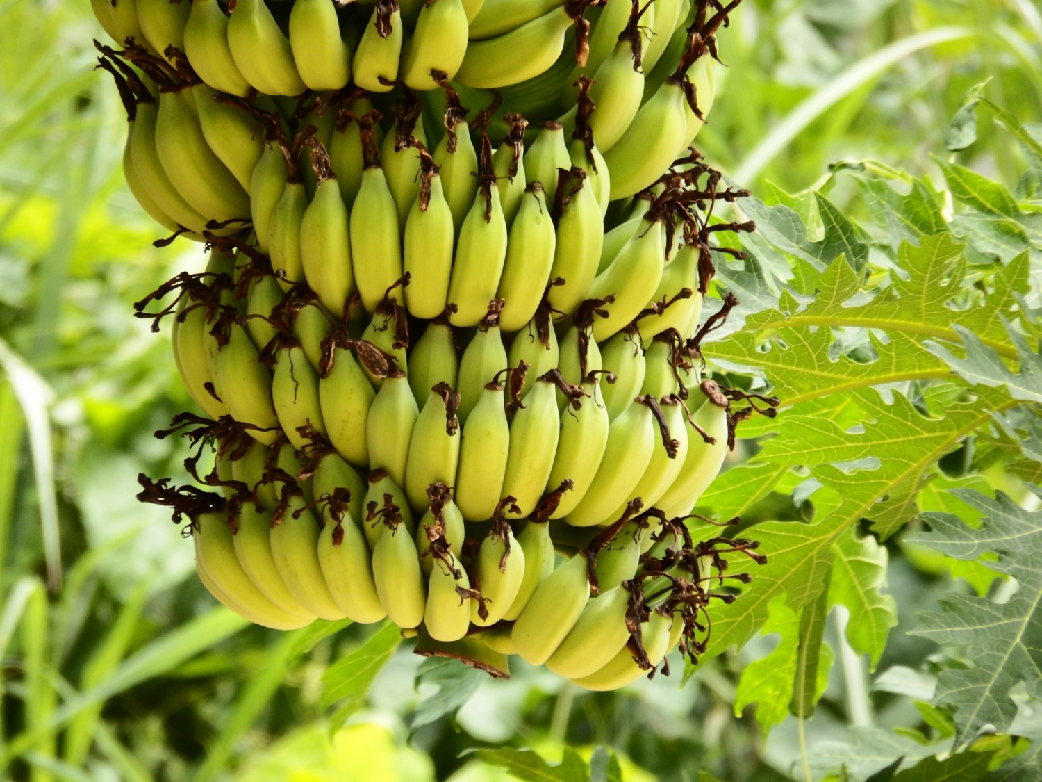 banana-killing-fungus-reaches-the-americas-science-times