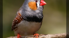 Zebra Finch