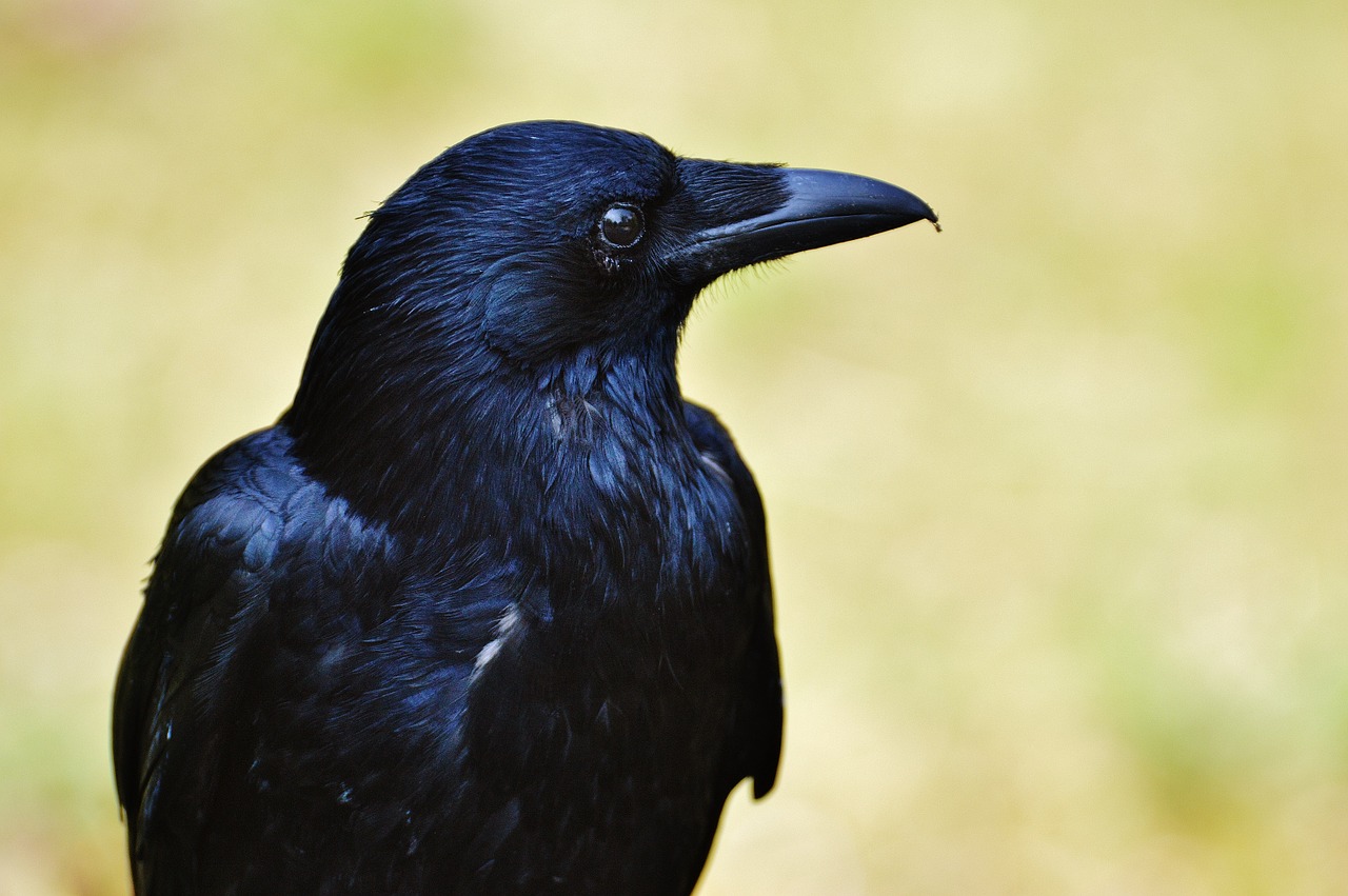 carrion crows