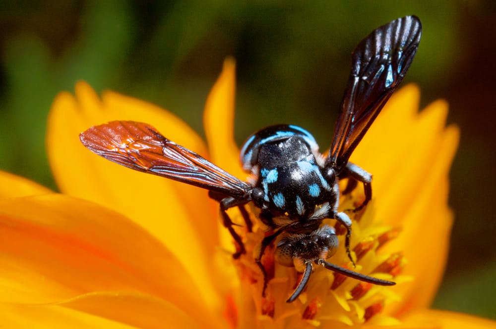 Male wasps use genitals to sting predators, Blue Mountains Gazette