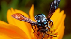 Wasps: To Love Or Not To Love