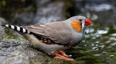 A new biological technique called optogenetics has taught zebra finches how to sing songs they've never heard. 